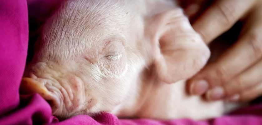 Japonia a clonat în premieră porci modificați genetic pentru transplanturi de organe la om