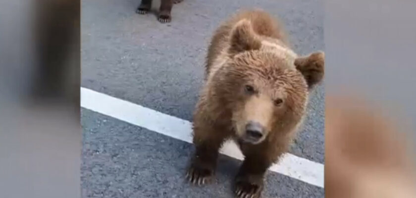 Gest inconștient pe Transfăgărășan. Ce a pățit un șofer care a chemat un urs să vină spre el (VIDEO)