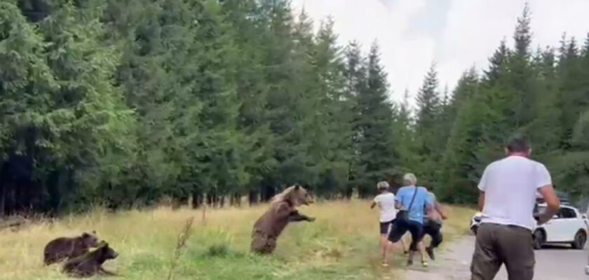 VIDEO. O ursoaică cu trei pui s-a repezit la turiștii care s-au apropiat de ea ca să-i facă poze, pe Transfăgărășan