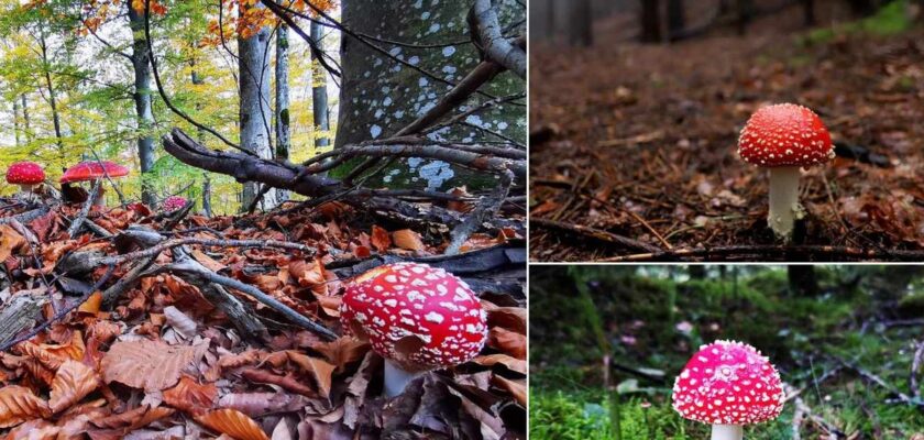 Amanita muscaria, regina otrăvitoare a României. Care sunt cele mai periculoase ciuperci